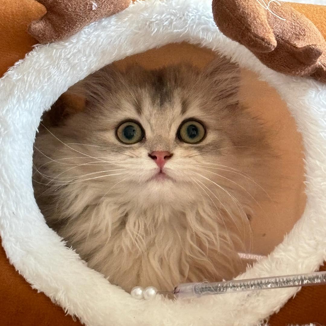 嘟嘟小馋猫