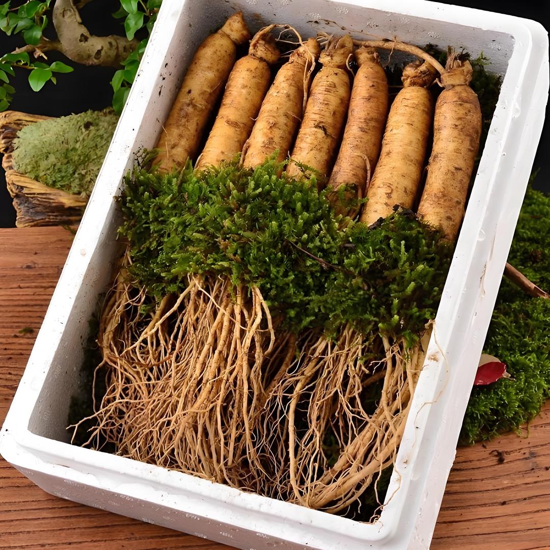 长白山参小弟鲜参行