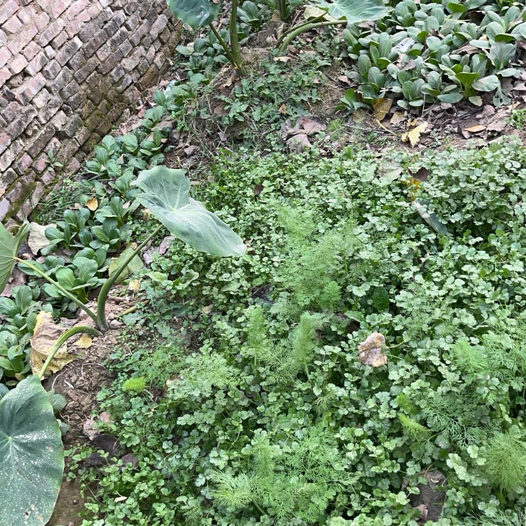 🌈太阳🌞Boss🌈