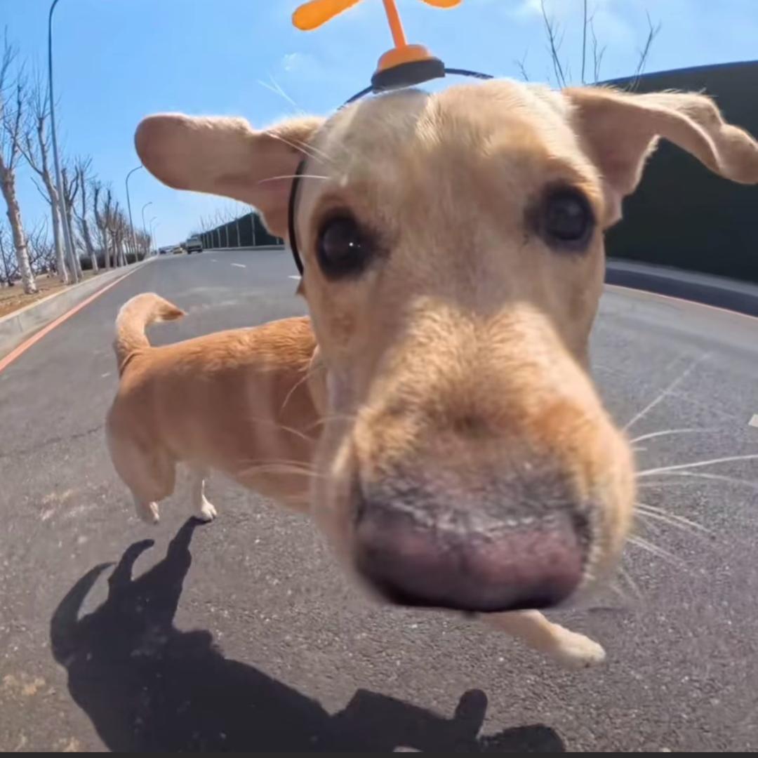 大狗