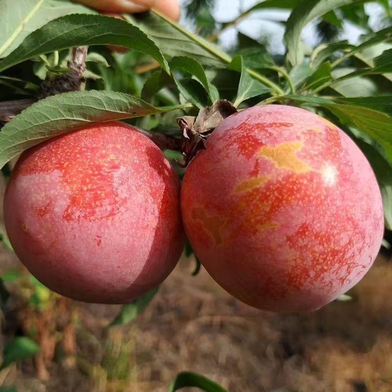 富泽果树苗木专营店