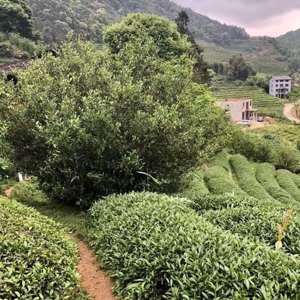 武夷山善岩茶居