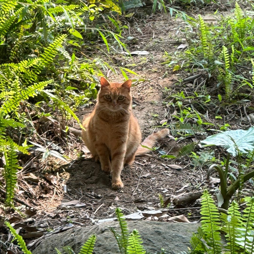 菠萝十块钱三个🍍