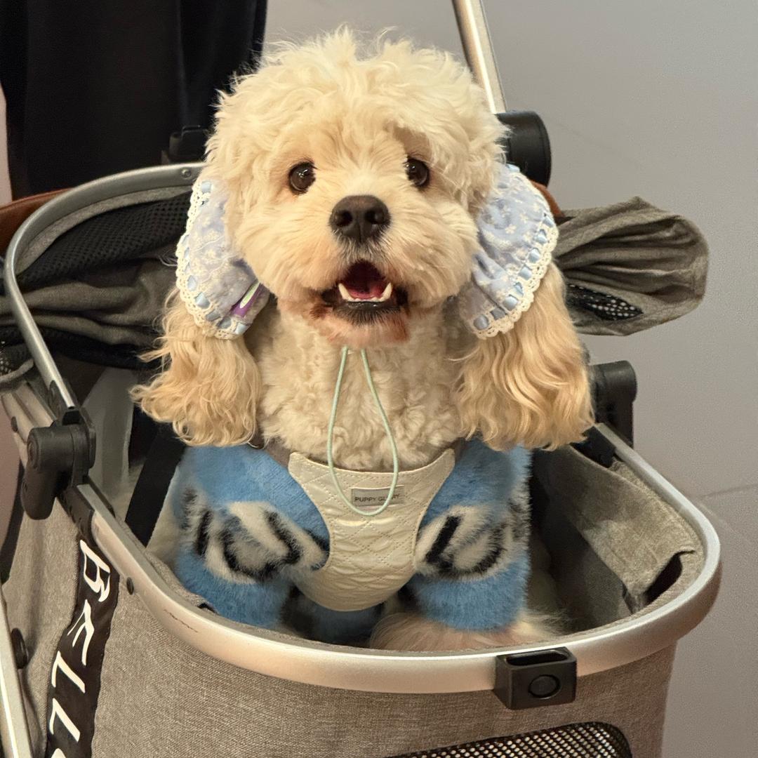 川海家的可卡熊