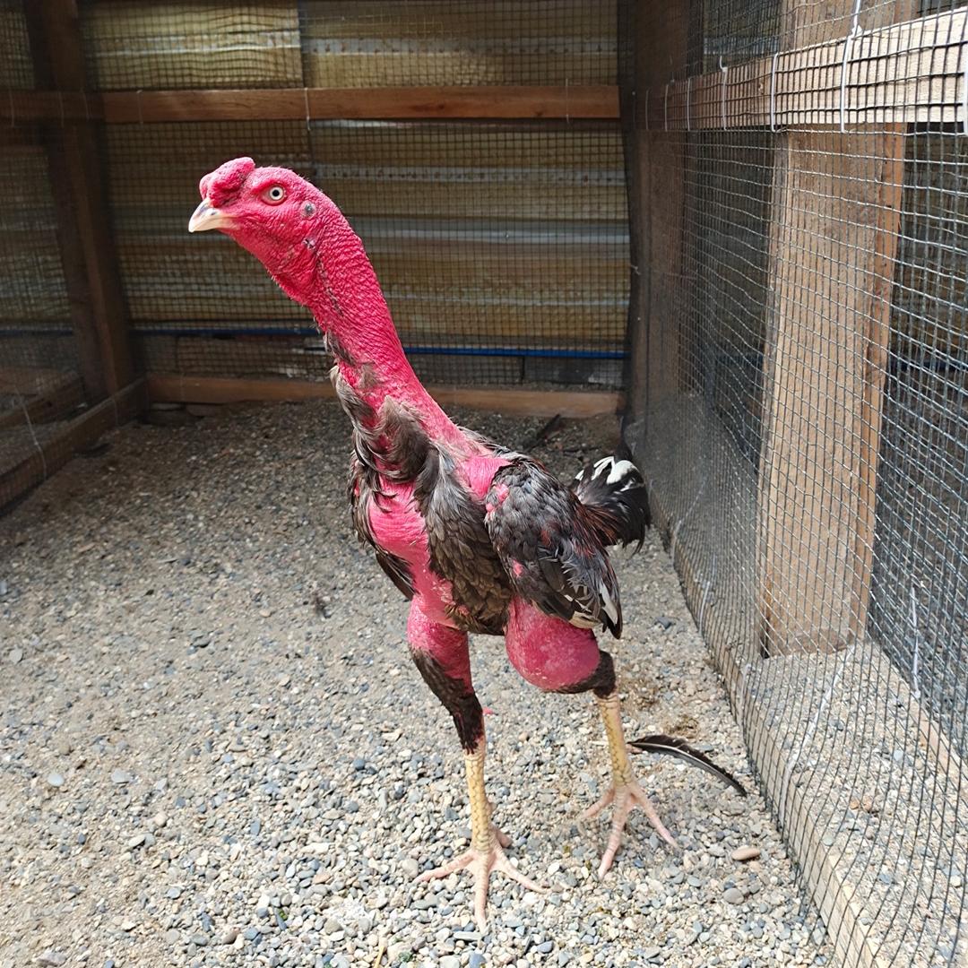 斗鸡天花板