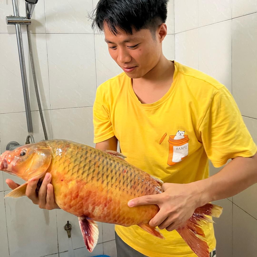 鱼儿飞
