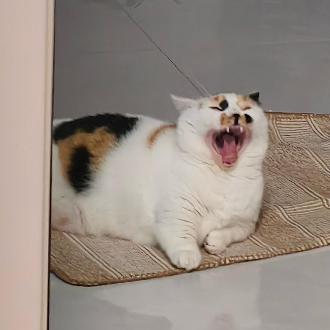 咳咳头像