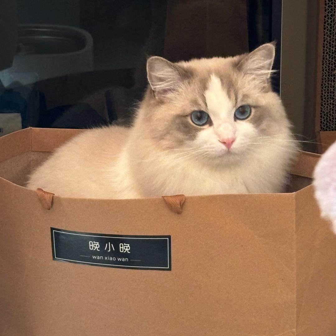 十一  🐾