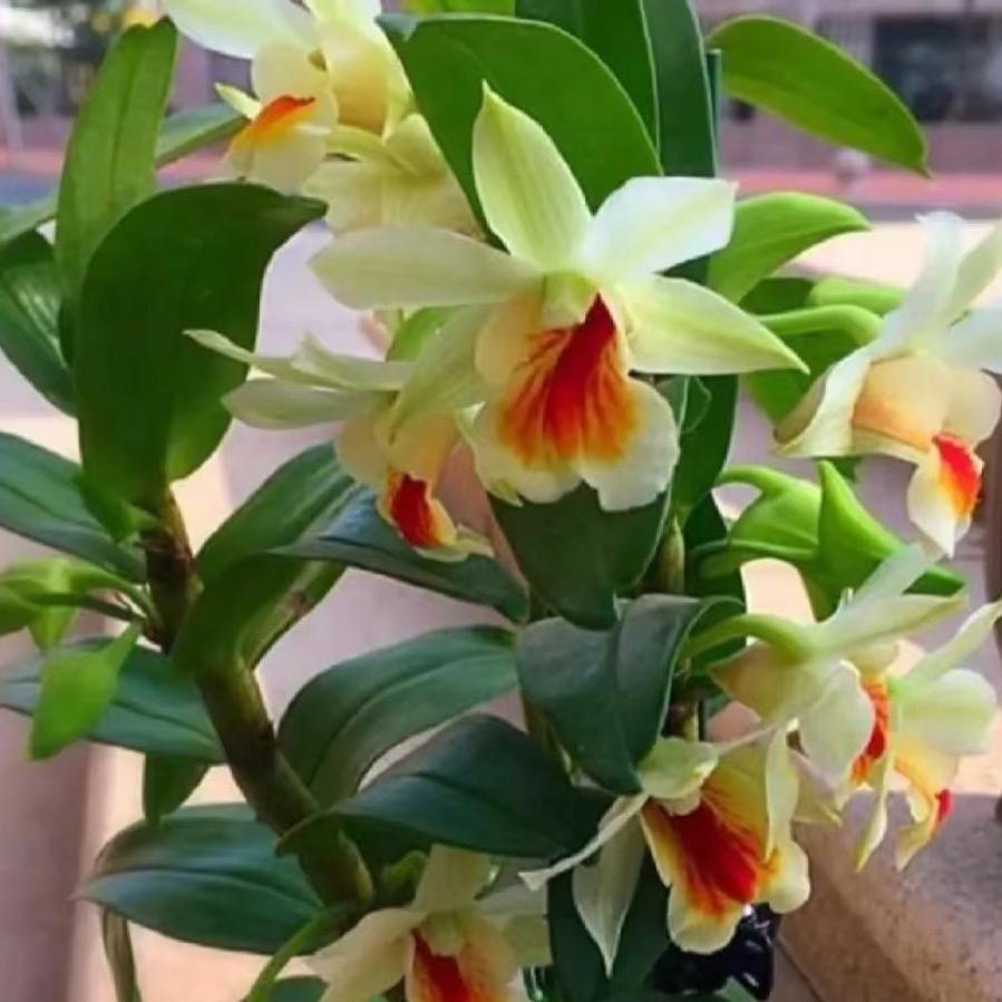 龙陵小财农副产品经营部-花卉销售