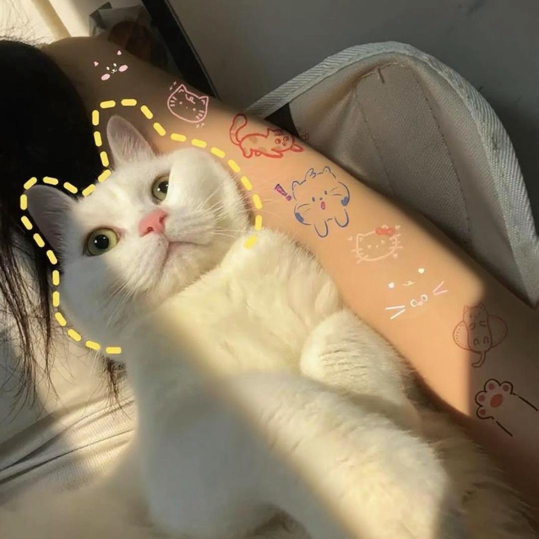 乖噜噜小猫