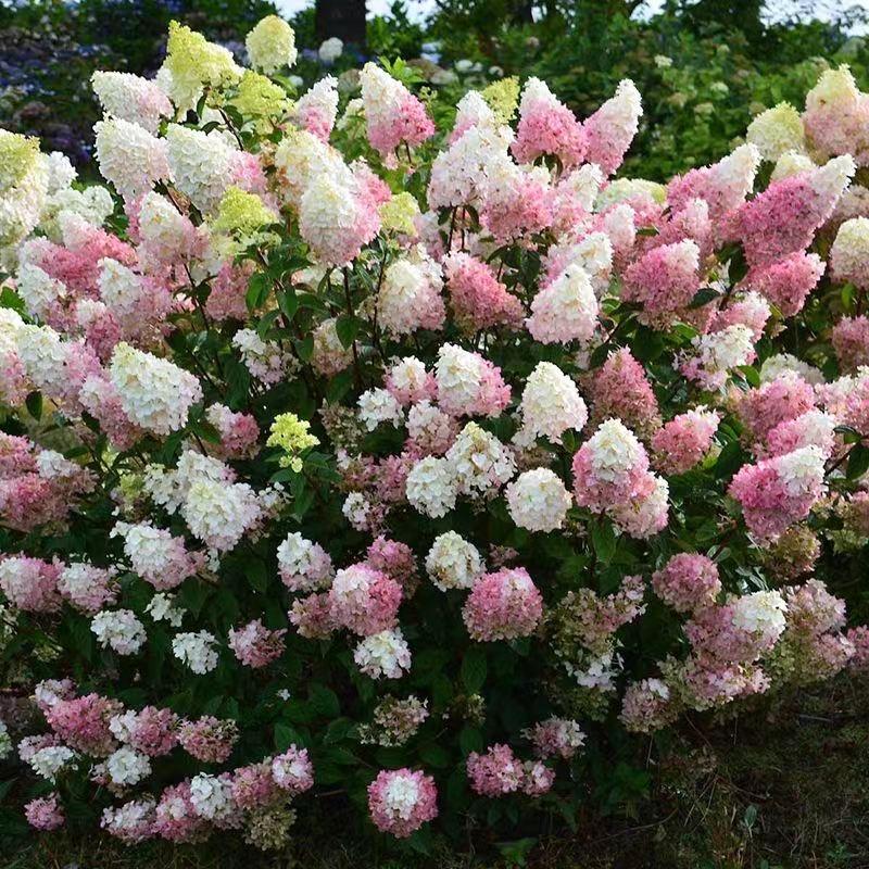 淡蓝妈妈花园屋