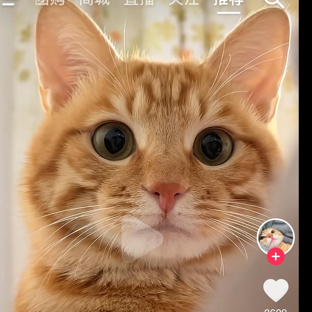 🐱伊依