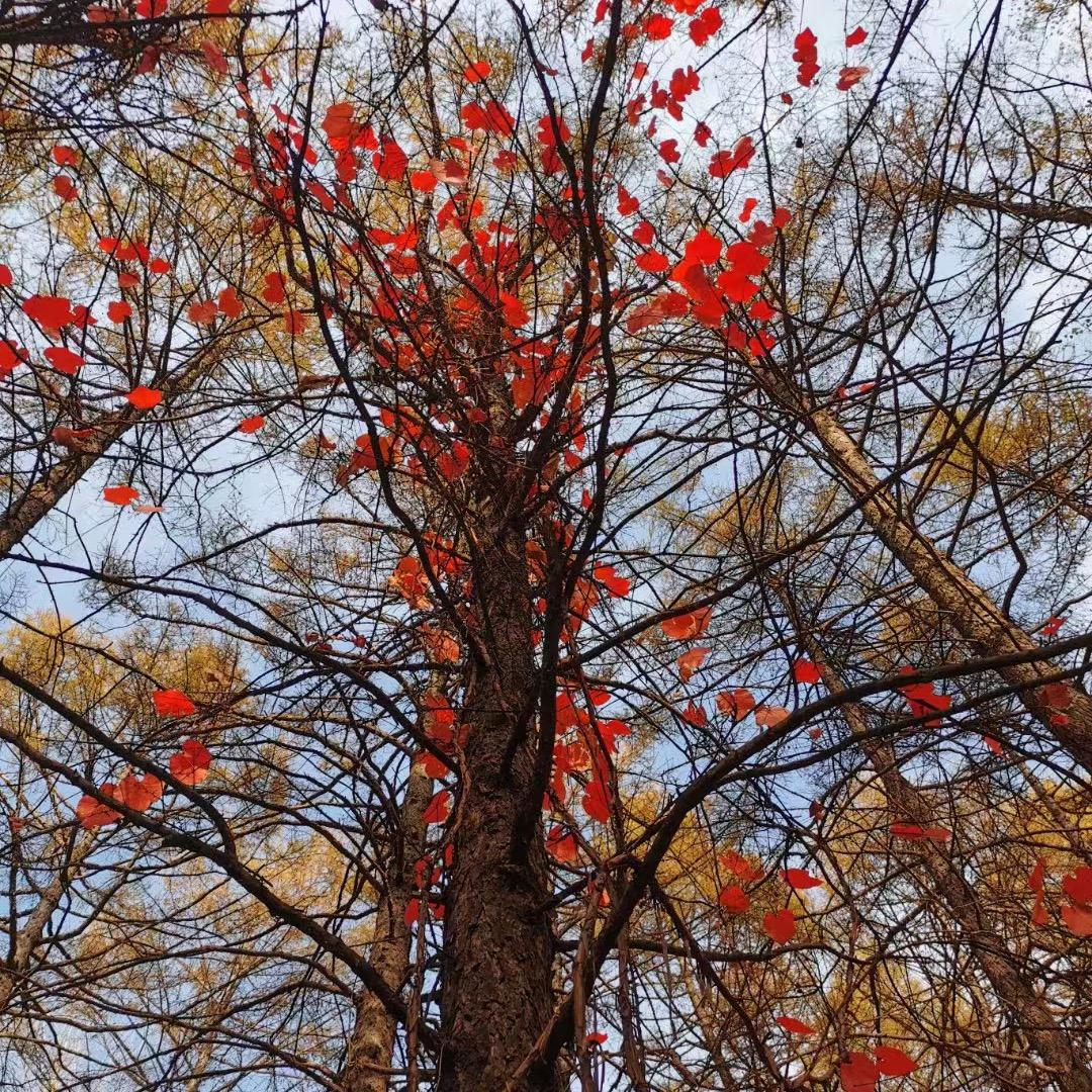 吃啥喝啥快看我