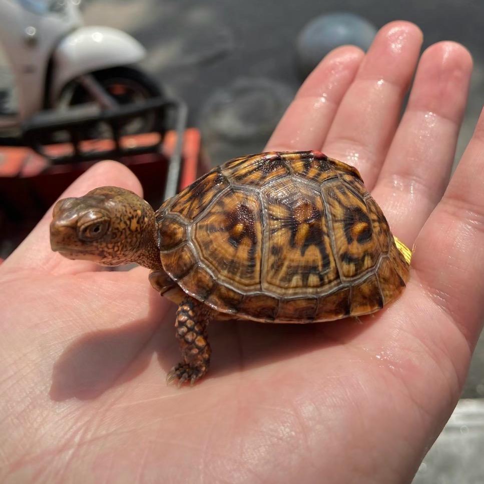 🐢