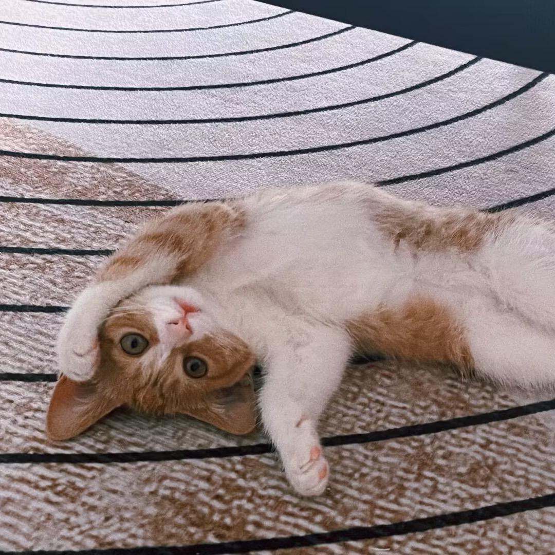 🐱安安是只猫