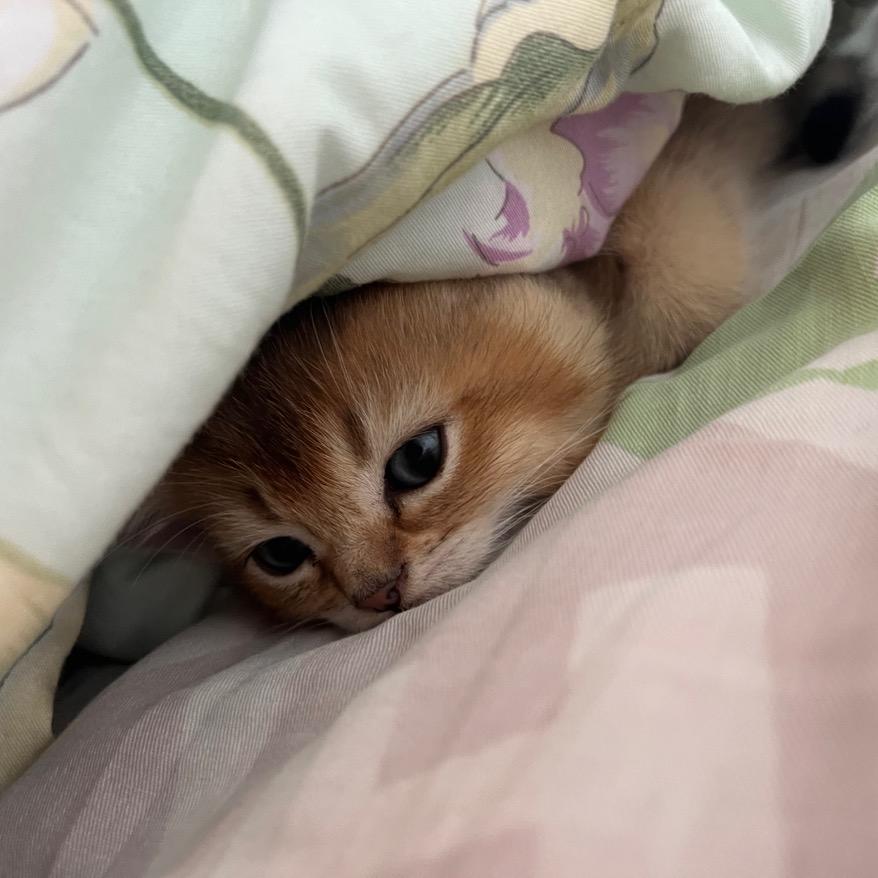 香喷喷的小猪咪🐈