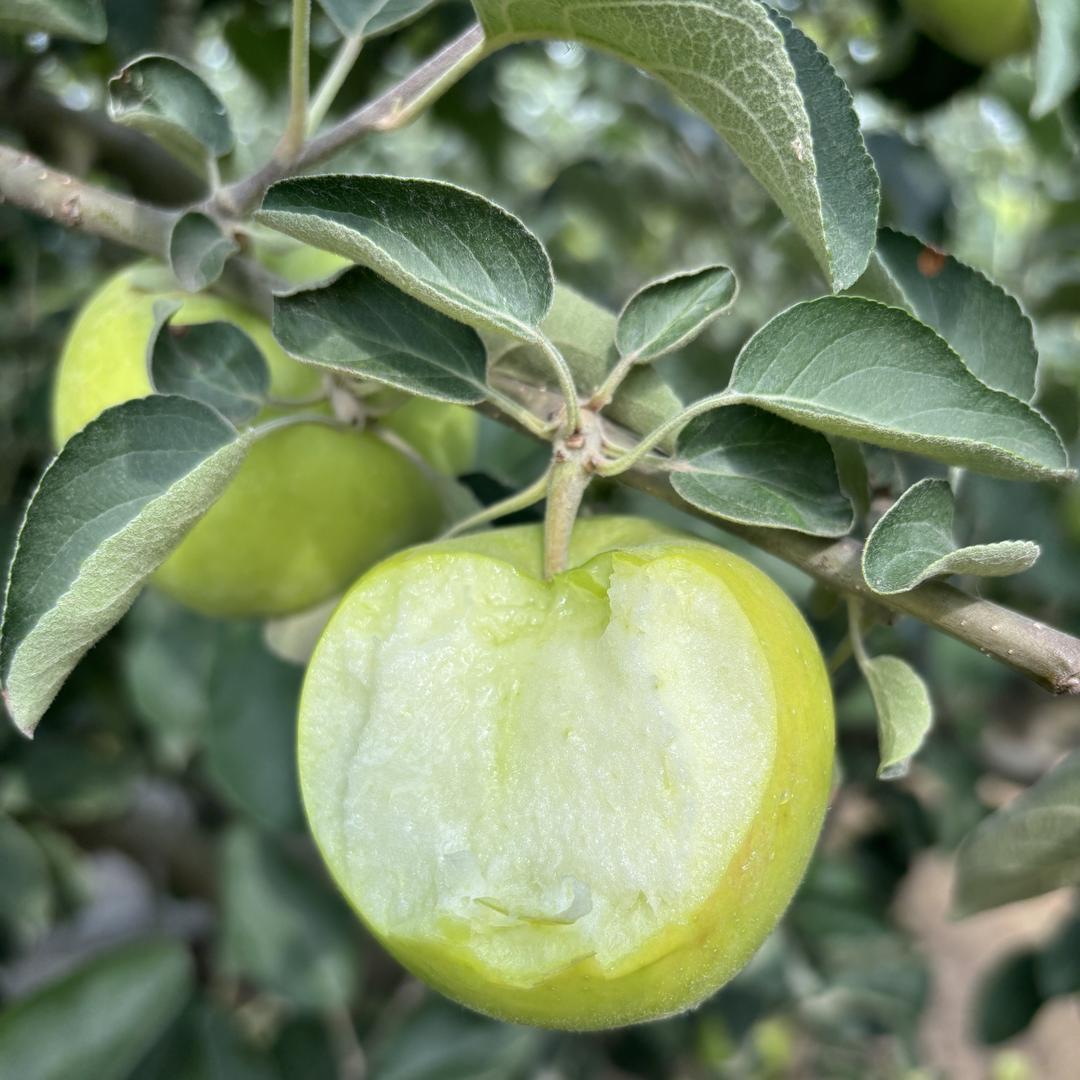 优鲜果味