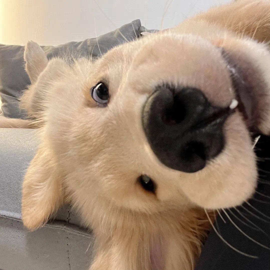 halo🤪