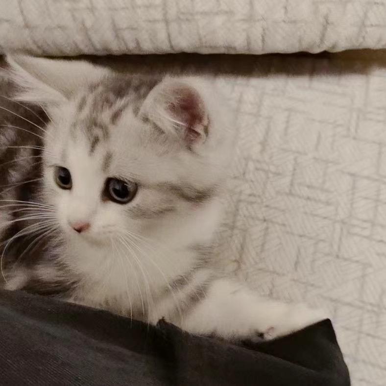 爱吃面的小猫。