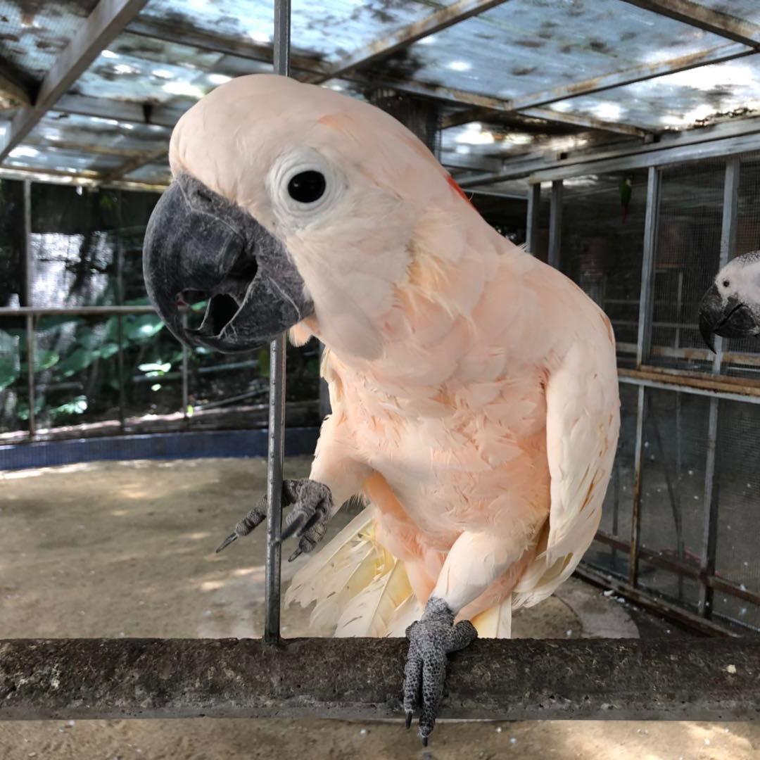 飘扬