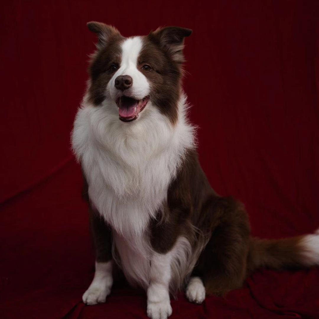 Choco《巧克力》