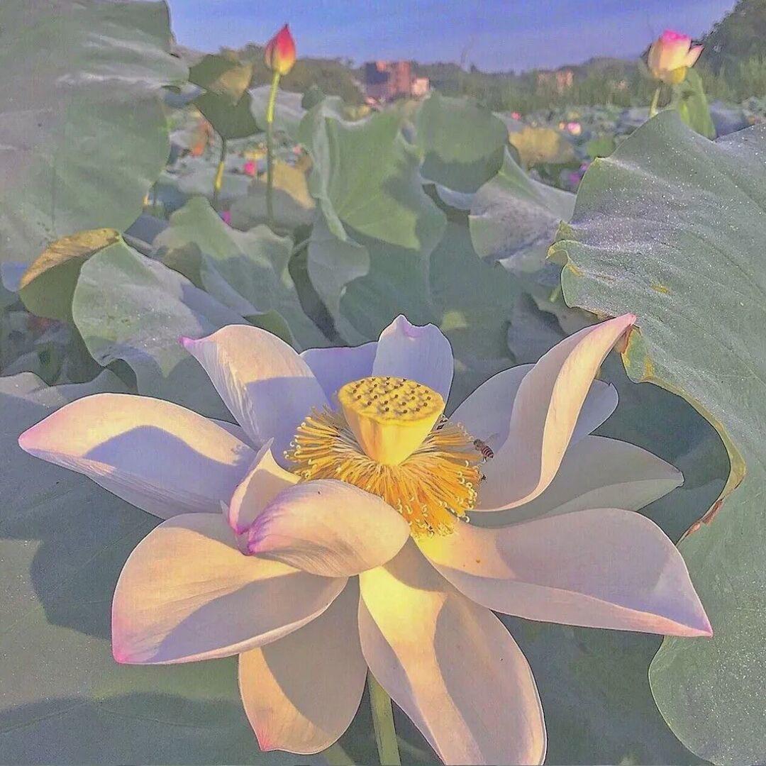 🪷