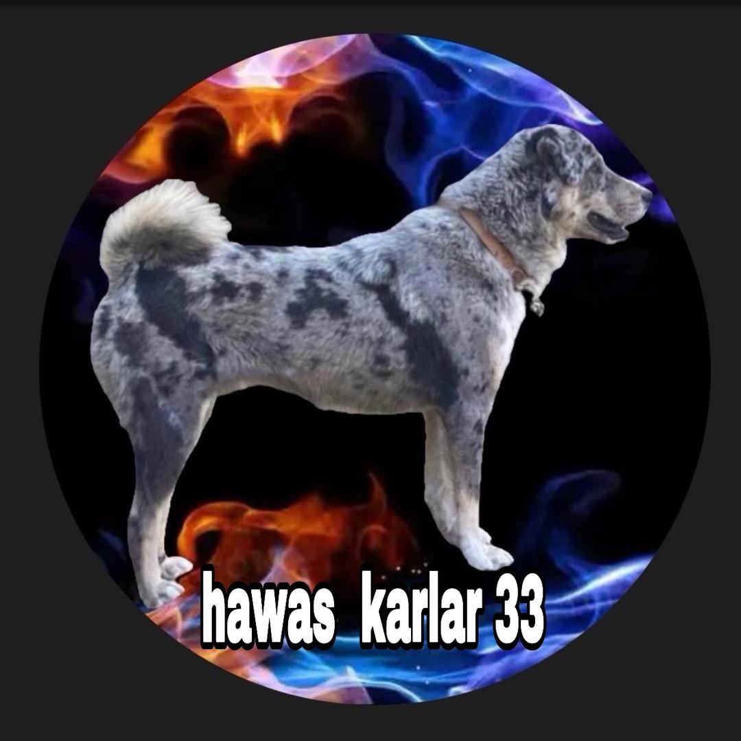 hawas  karlar 33