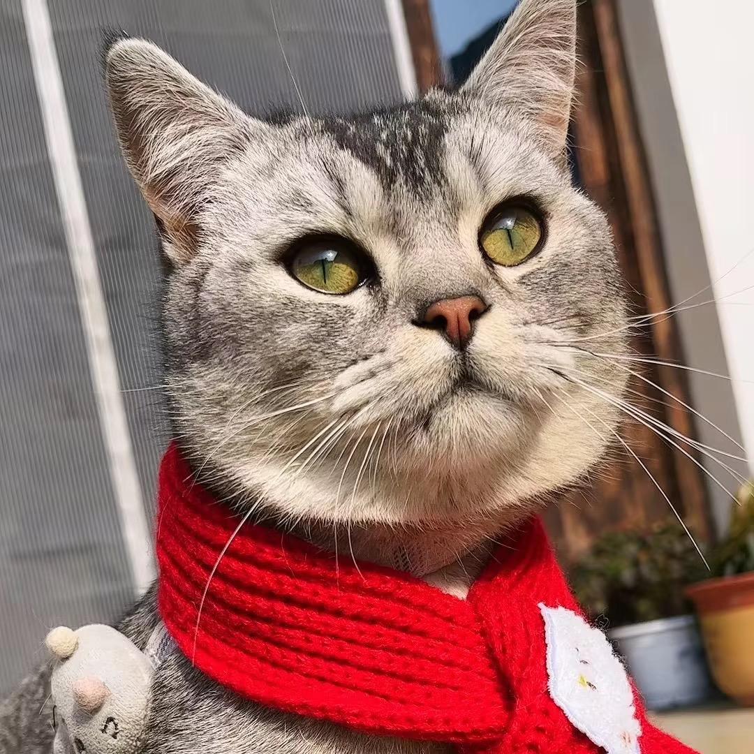 妞妞有钱🐱花