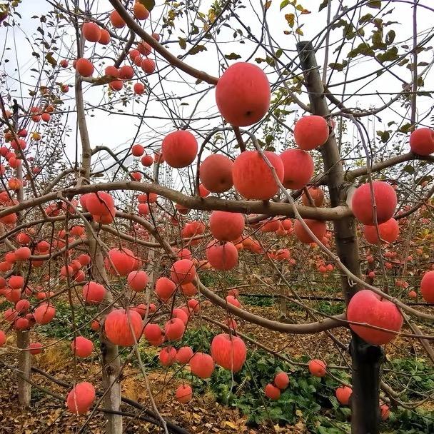 平安喜乐（旅游随拍）