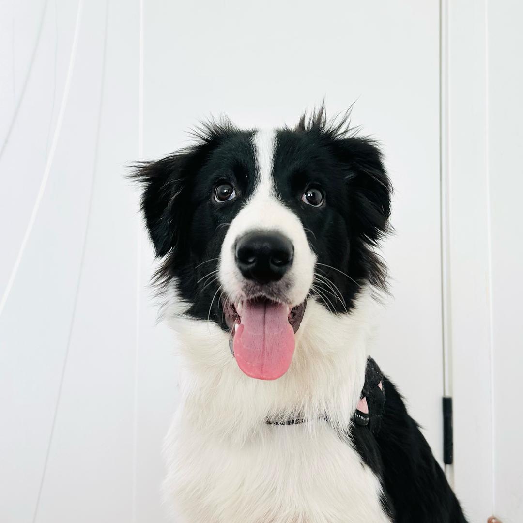 达哇-边境牧羊犬