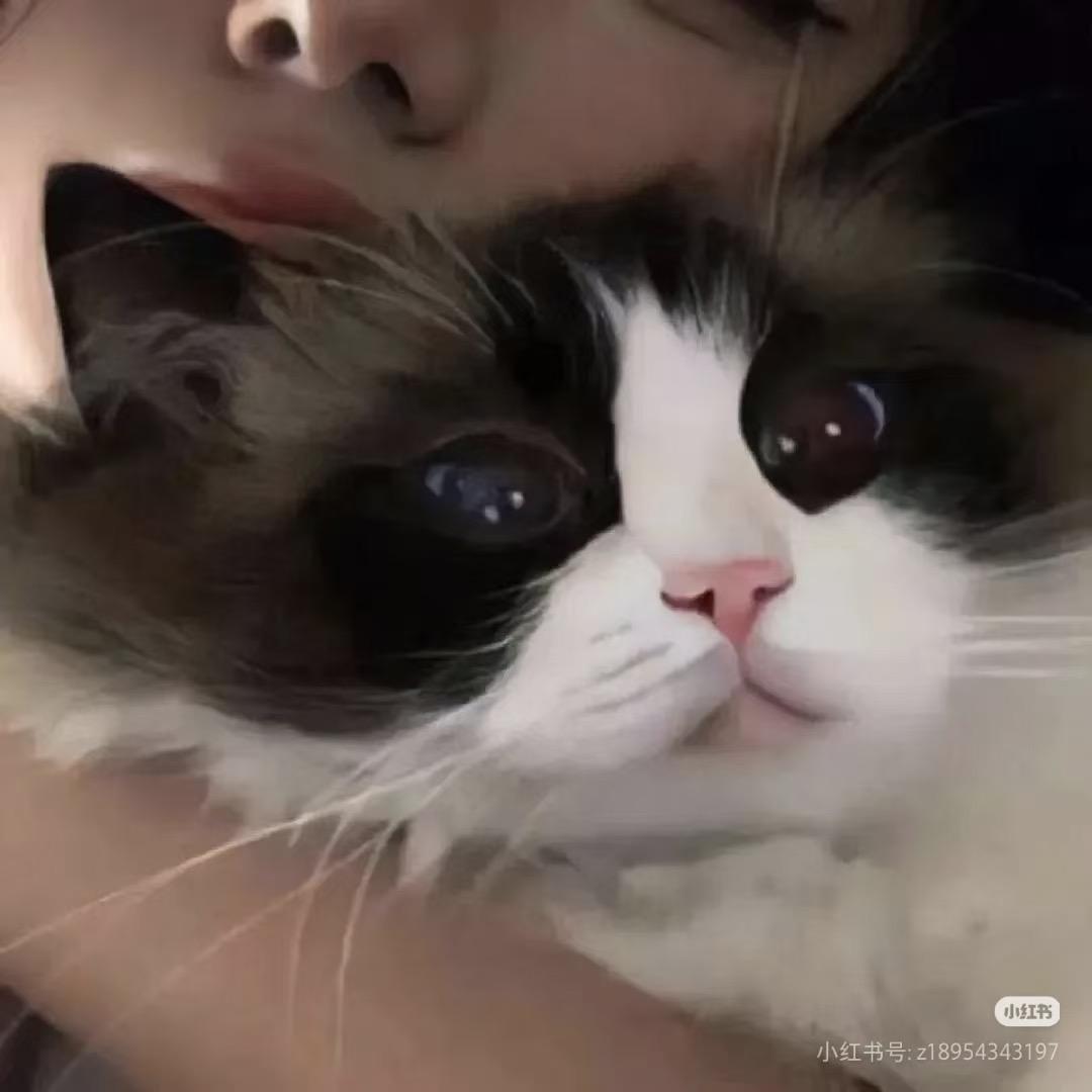 盖世猪猪🦋🦋