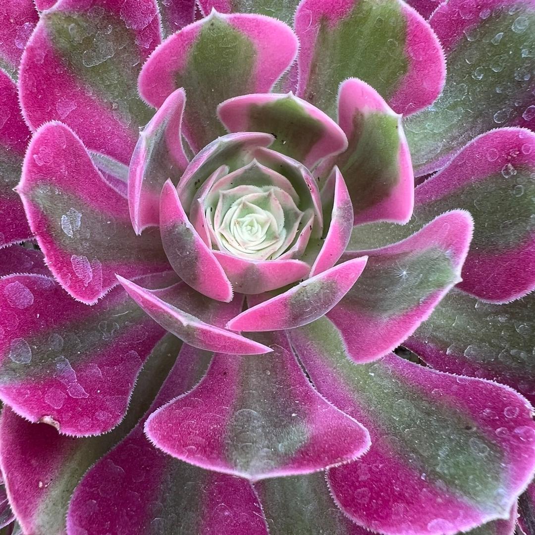 多肉精神。🌺