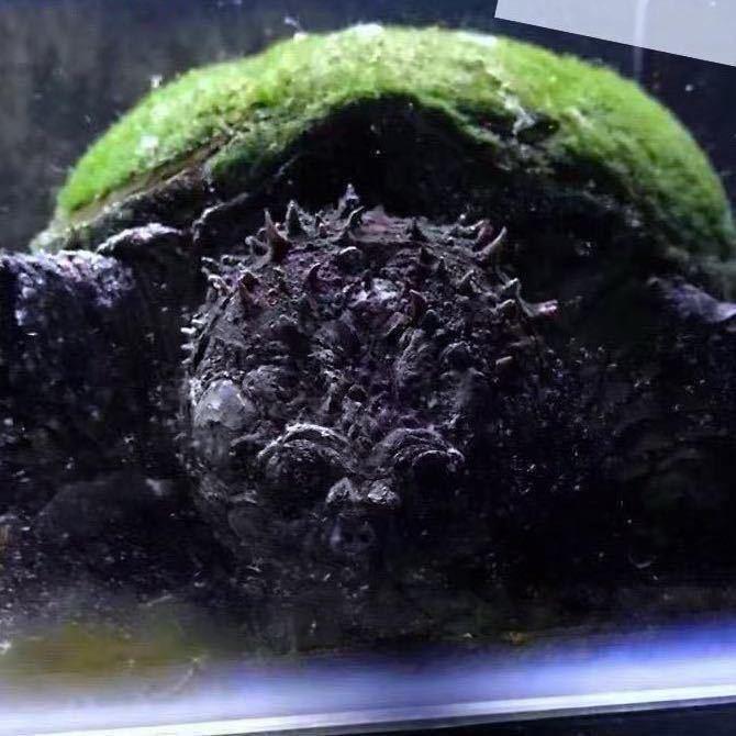 张博士爱野佛鳄龟俱乐部