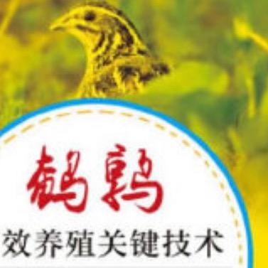 鹌鹑院长（技术）