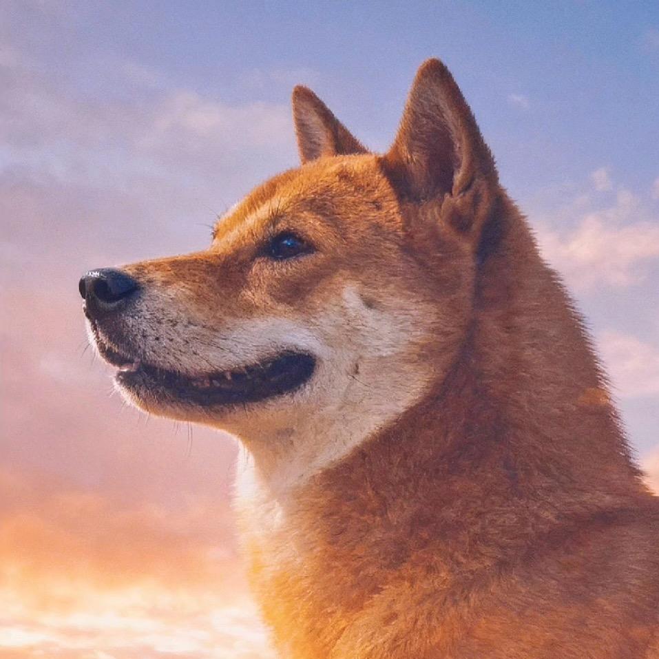 浙丽犬爱好者