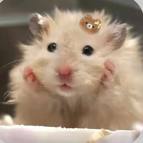 会飞的耗子！