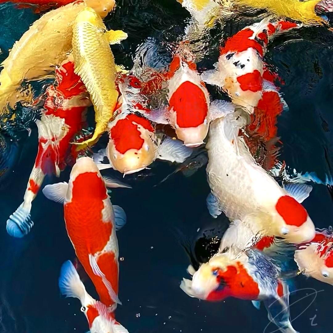 佛山虹悦锦鲤养殖场