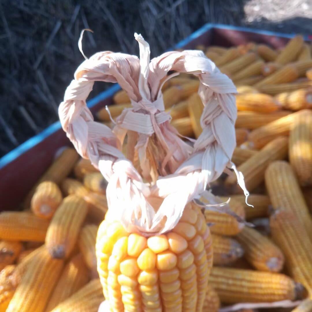 小伙伴