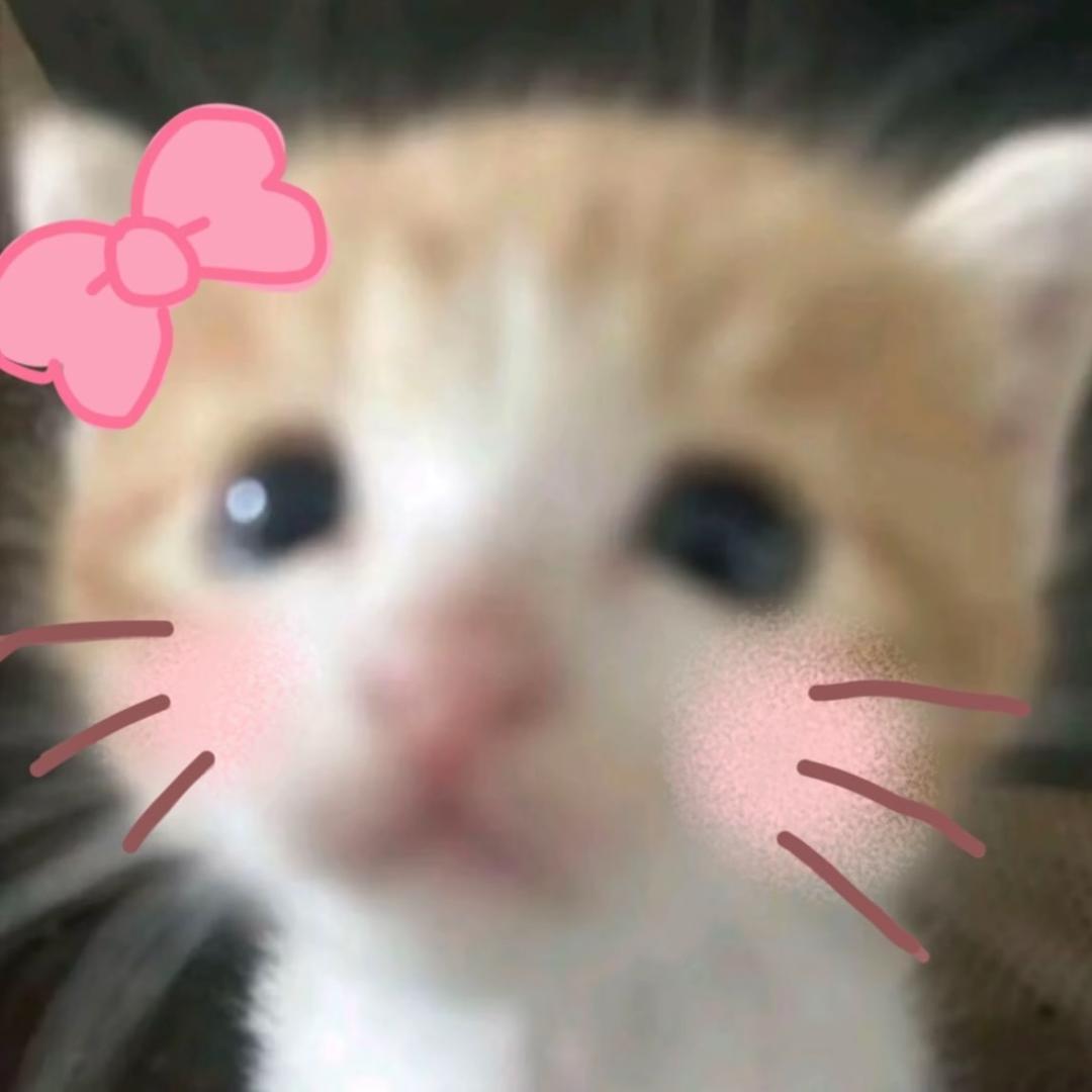 瑞士卷