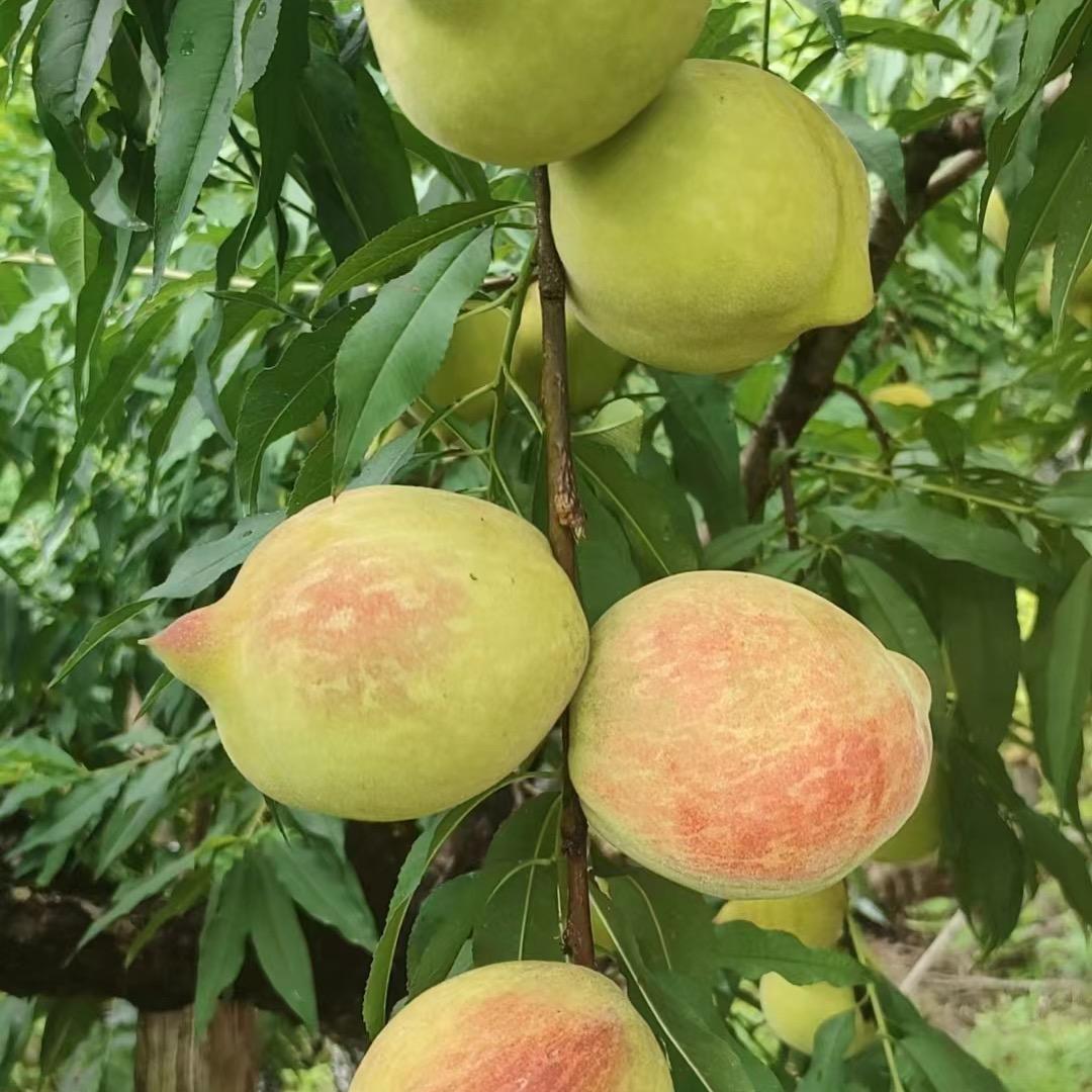 鑫鑫农场（连平鹰嘴桃）