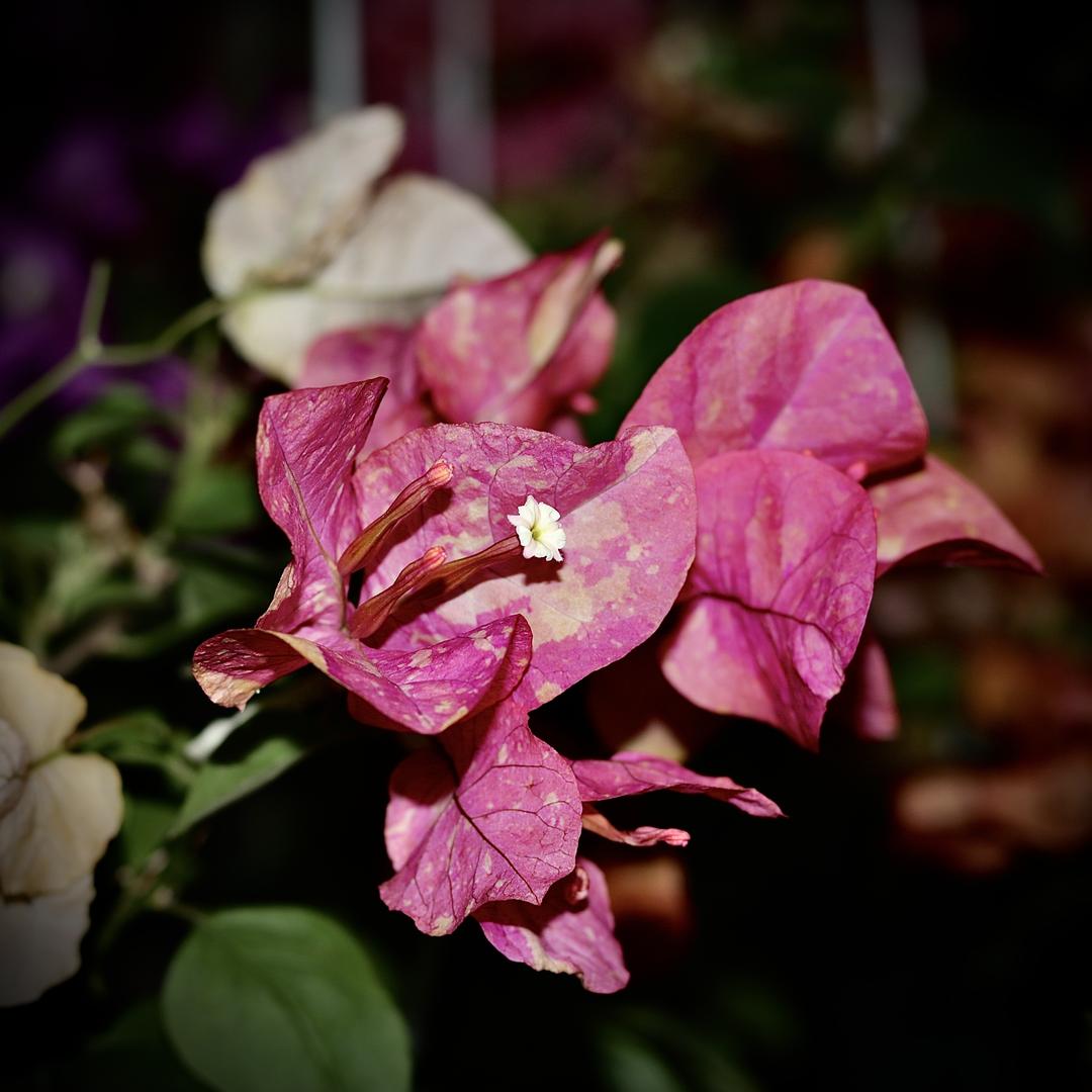 三角梅源头基地