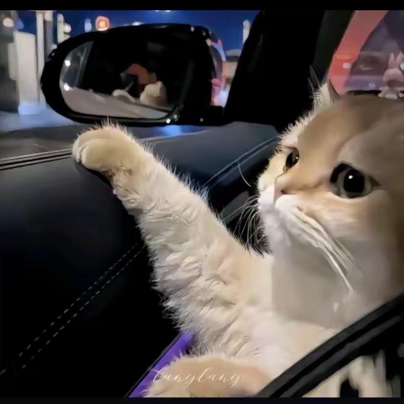 @A🐷猪🐷猪🐷