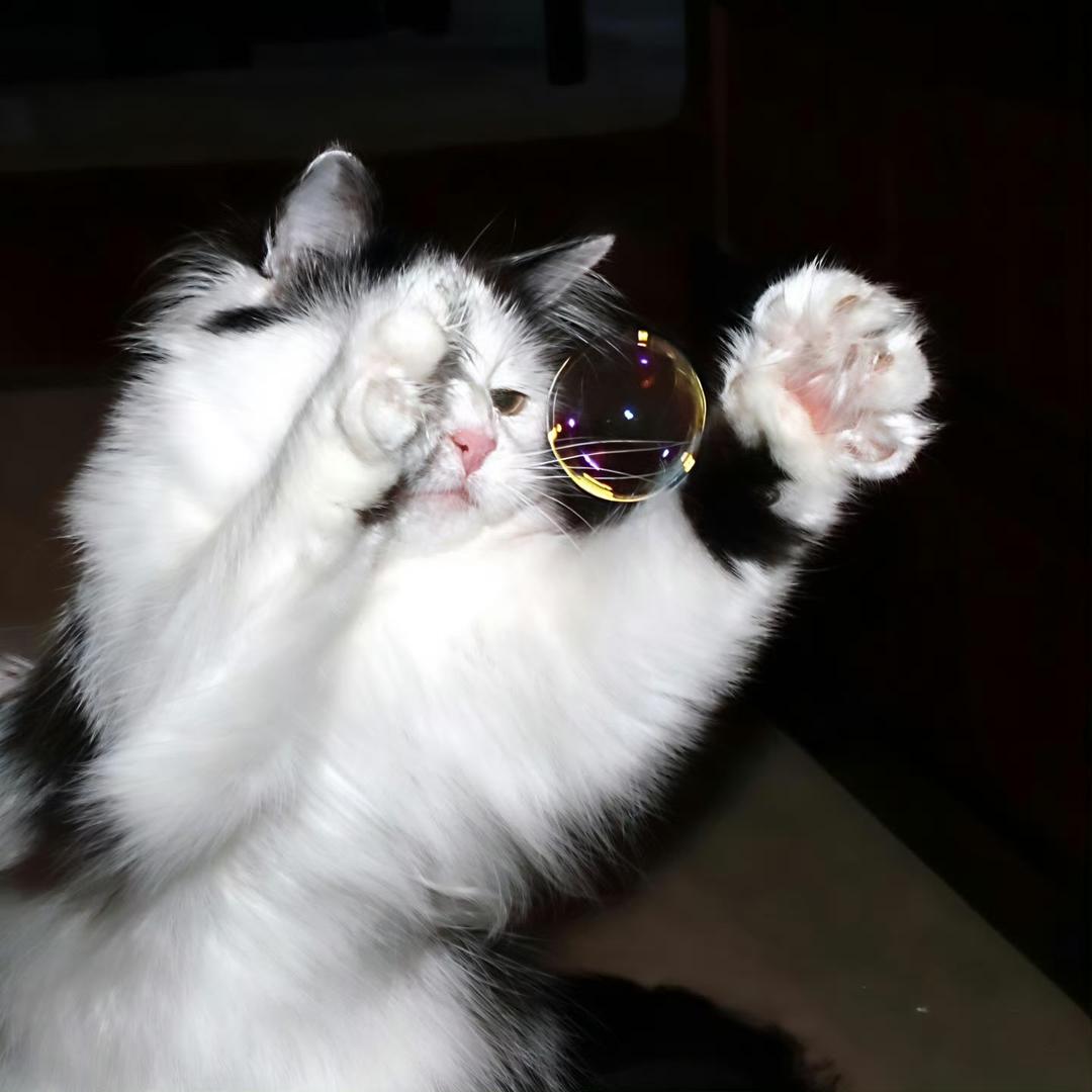 爱长眉毛的小狗