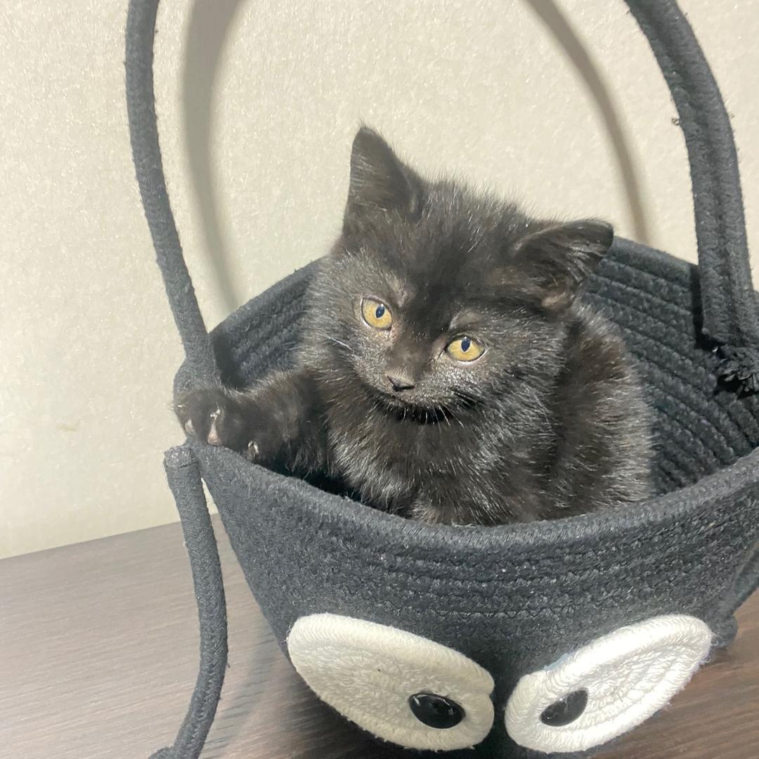 屋顶养猫～小花喵园