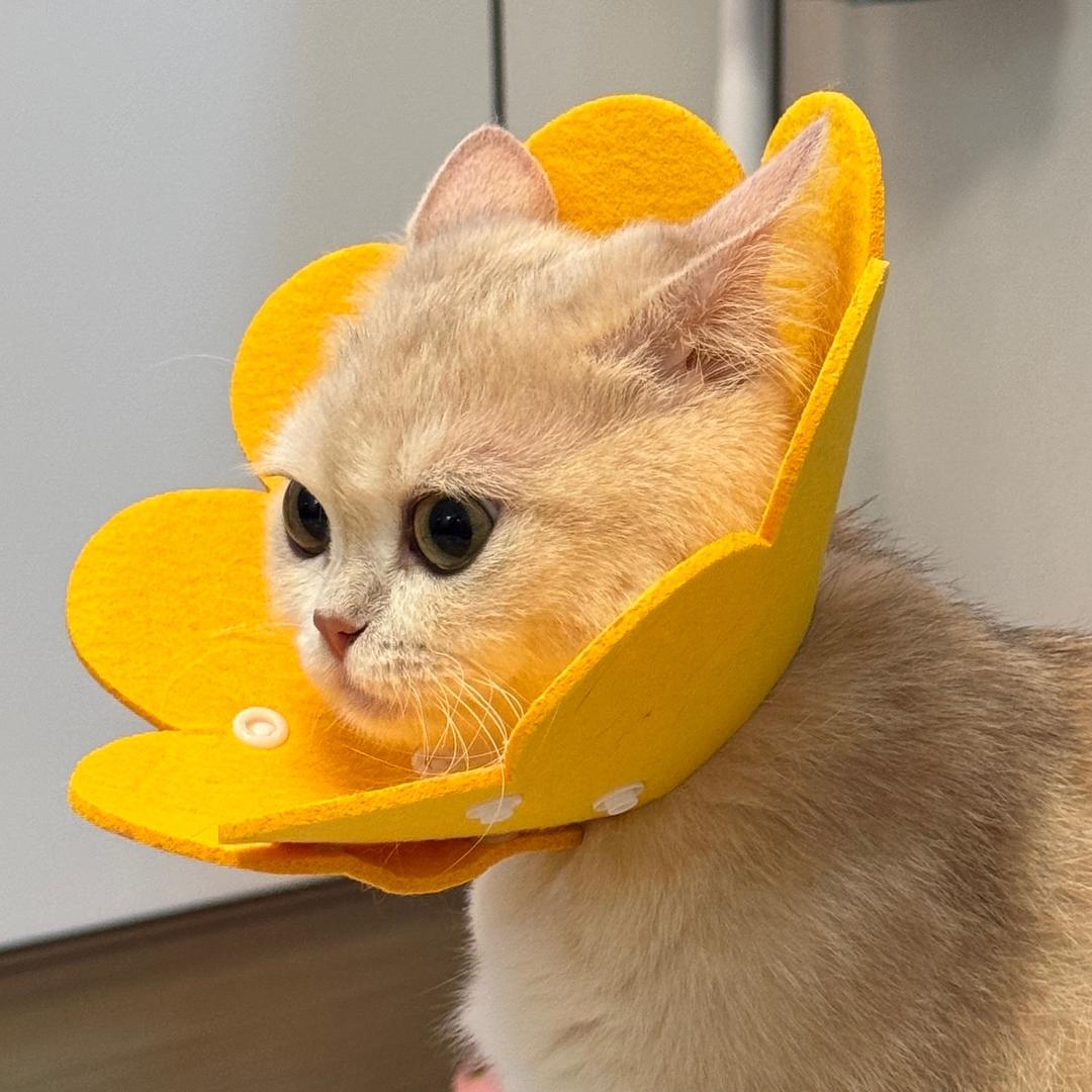 猫猫没有坏心眼