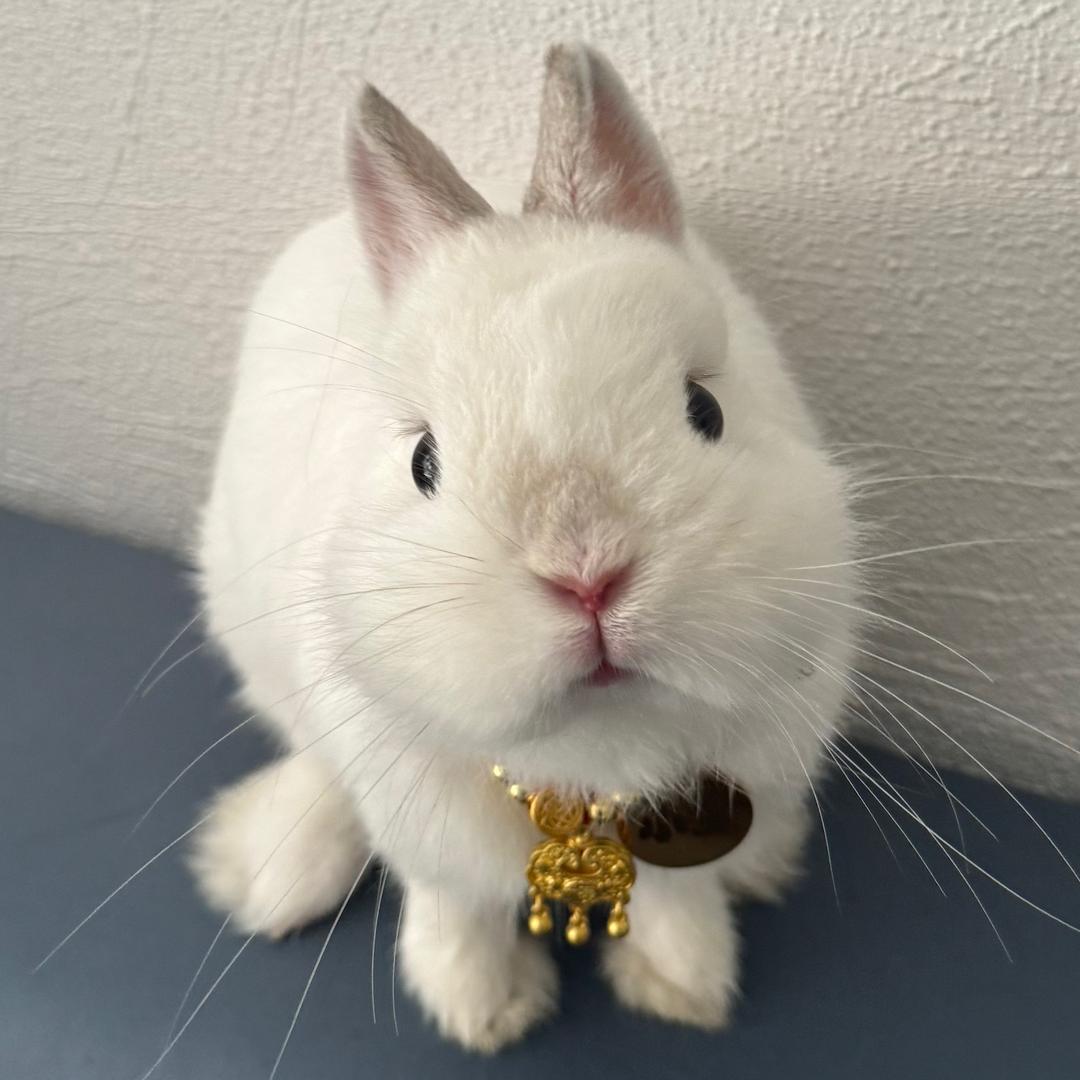 贪吃兔小宝🐰
