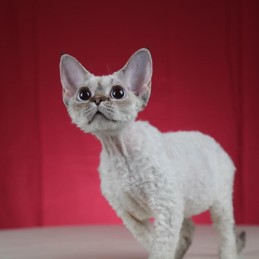 ෆDisappear ໊💀