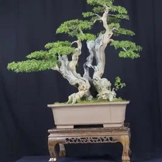 大山黄荆黄卢柏艺