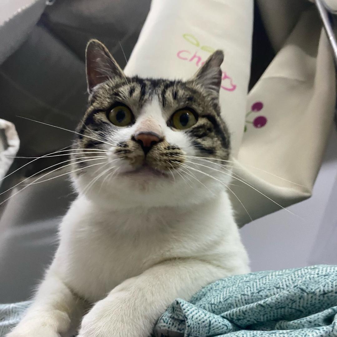 叫我香菜女王！