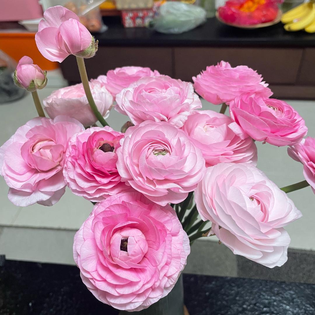 🎀大小姐陈陈